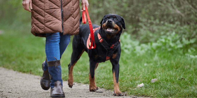 Alles over je hond